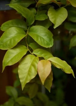 Sow Exotic Rare Fruiting Plants Barbados Gooseberry (Pereskia Aculeata)