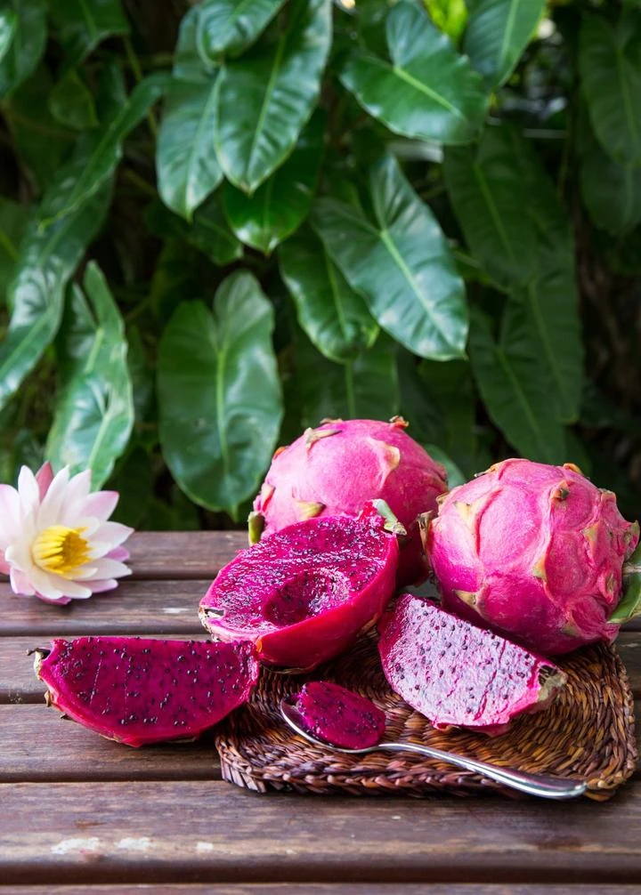 Sow Exotic Dragon Fruit, Red 'Tricia' (Hylocereus Polyrhizus)