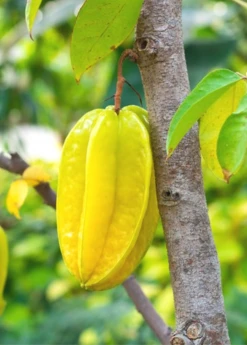 Sow Exotic Tropical Fruit & Spice Trees Star Fruit 'Kari' (Averrhoa Carambola)