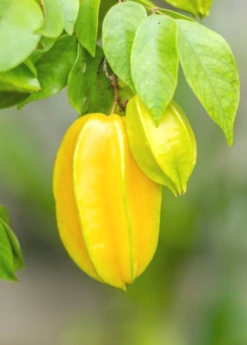 Sow Exotic Star Fruit 'Kajang' (Averrhoa Carambola)