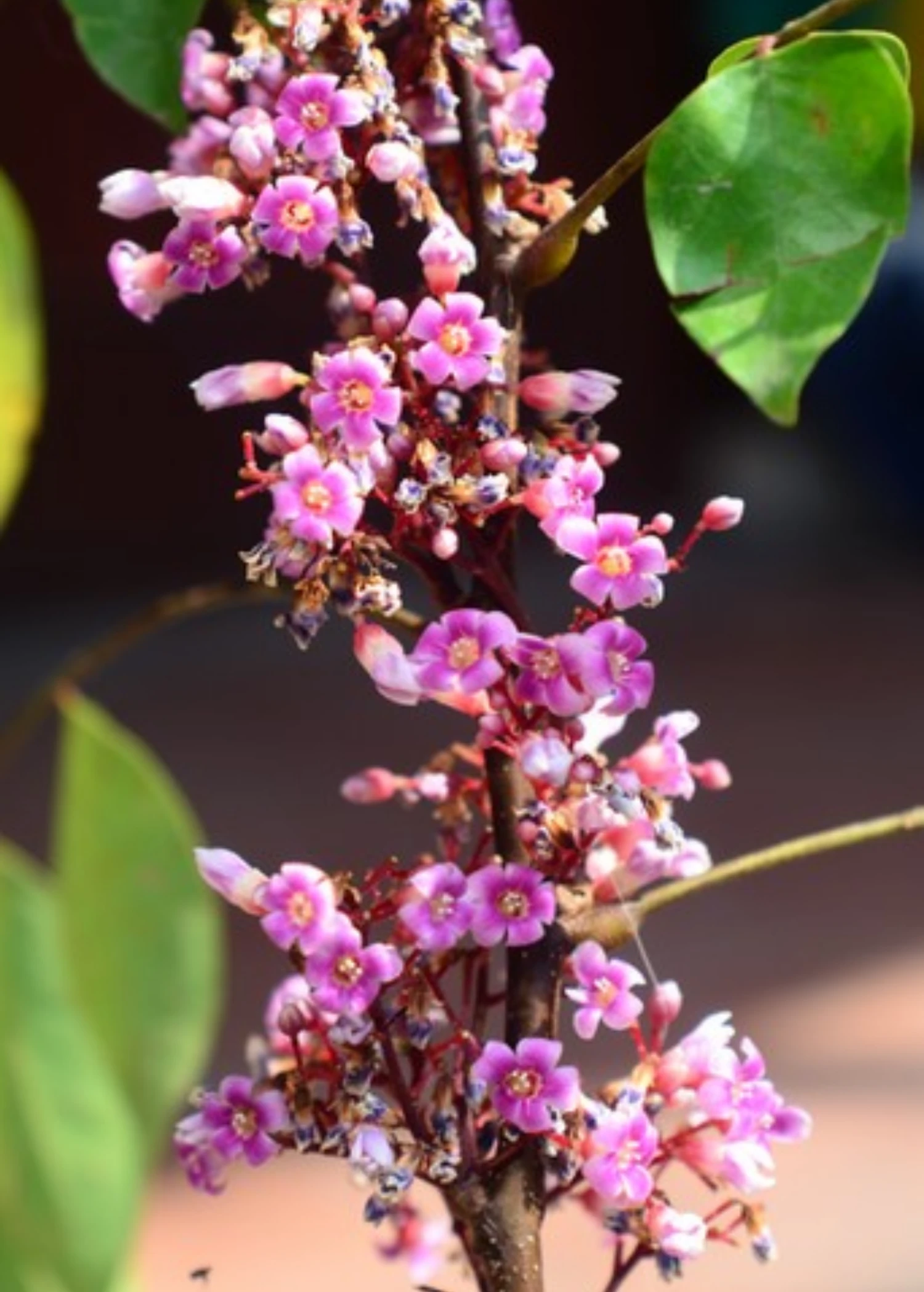 Sow Exotic Star Fruit 'Fwang Tung' (Averrhoa Carambola) Tropical Fruit & Spice Trees 2 Sow Exotic Star Fruit 'Fwang Tung' (Averrhoa Carambola) Tropical Fruit & Spice Trees