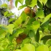 Sow Exotic Ceylon Gooseberry, Ketembilla (Dovyalis Hebecarpa) Tropical Fruit & Spice Trees