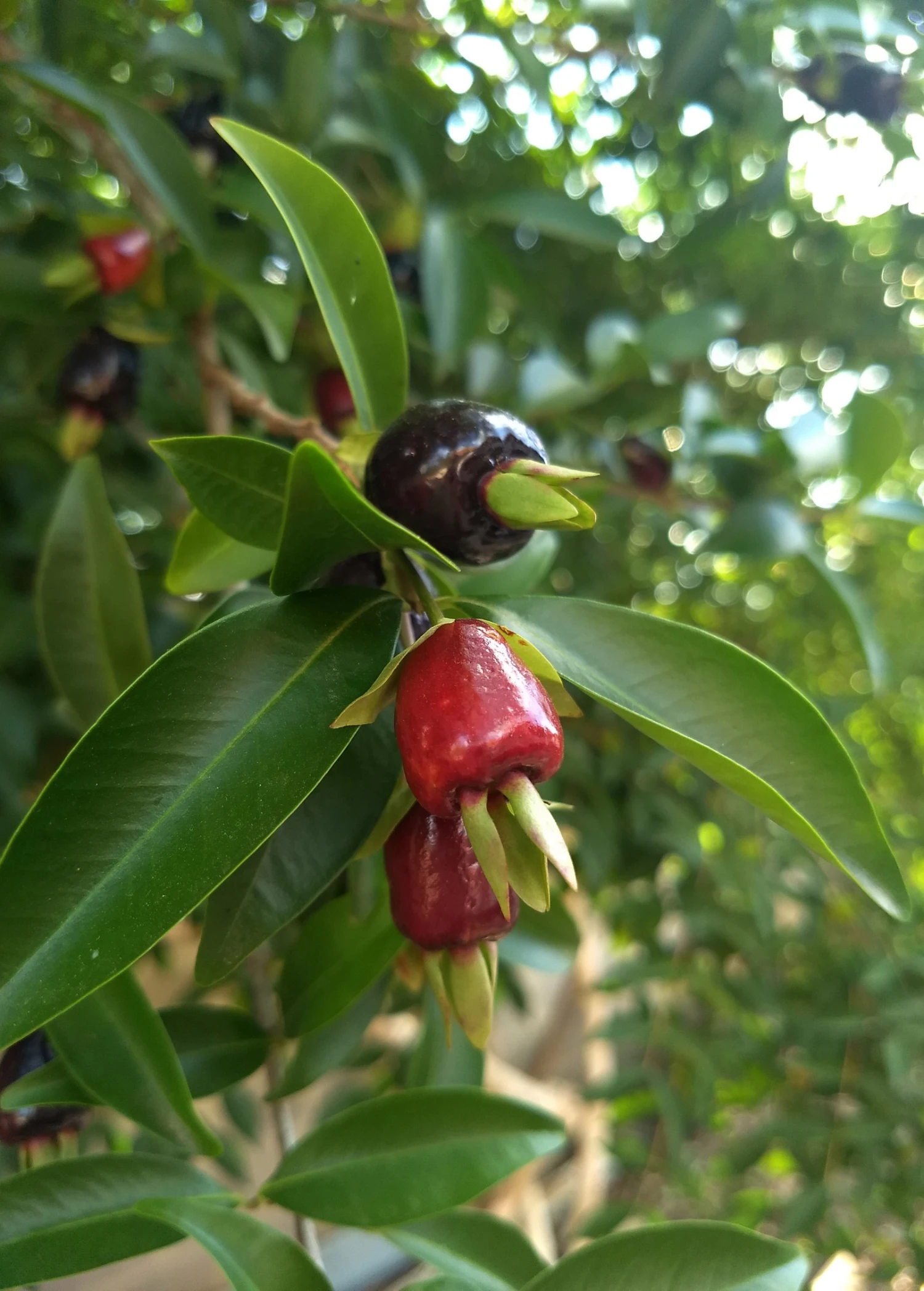 Sow Exotic Tropical Fruit & Spice Trees Cherry Of The Rio Grande (Eugenia Involucrata)