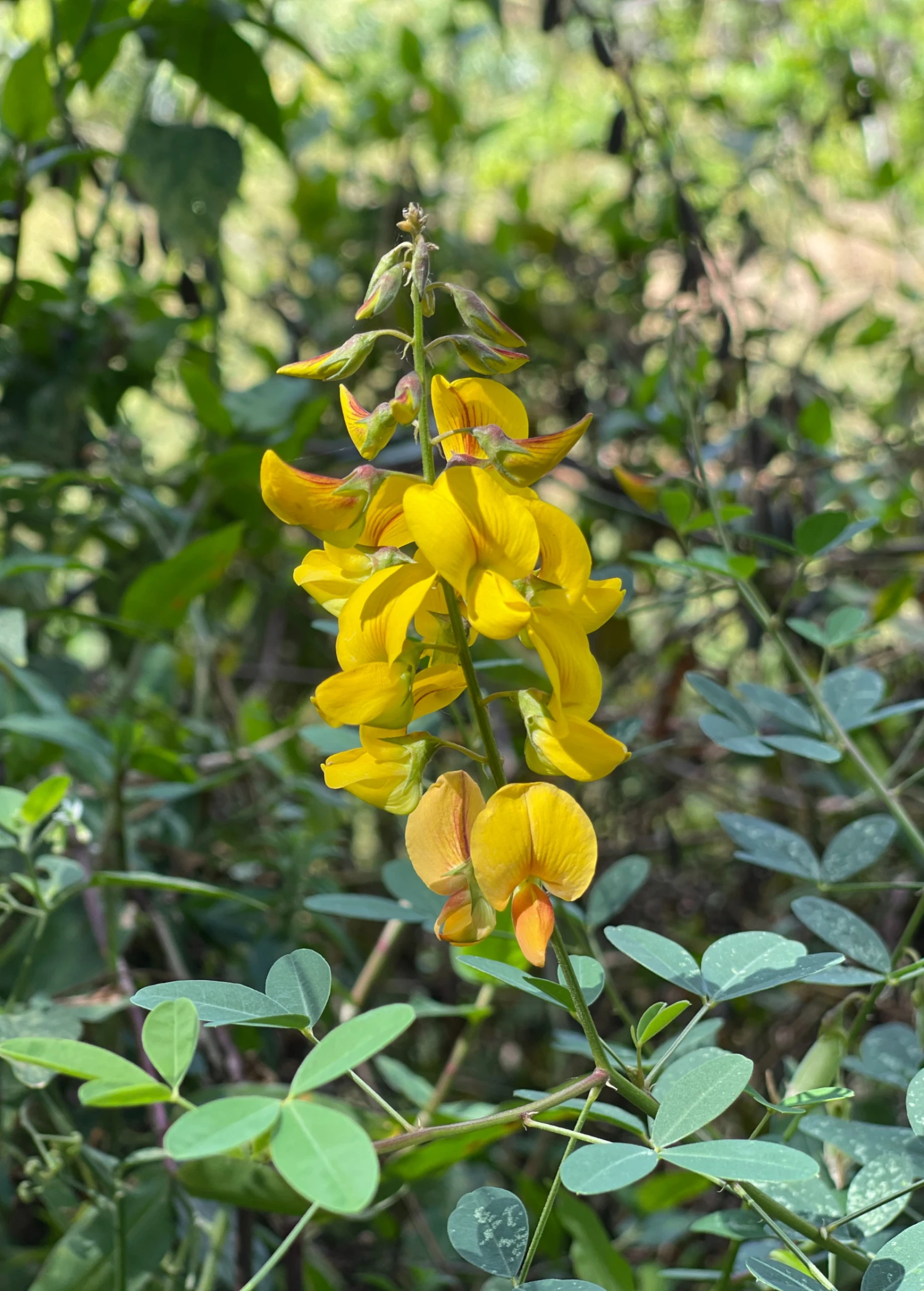 Sow Exotic Chipilín (Crotalaria Longirostrata) Medicinal & Culinary Herbs 2 Sow Exotic Chipilín (Crotalaria Longirostrata) Medicinal & Culinary Herbs