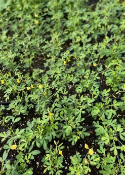 Sow Exotic Chipilín (Crotalaria Longirostrata) Medicinal & Culinary Herbs 7 Sow Exotic Chipilín (Crotalaria Longirostrata) Medicinal & Culinary Herbs