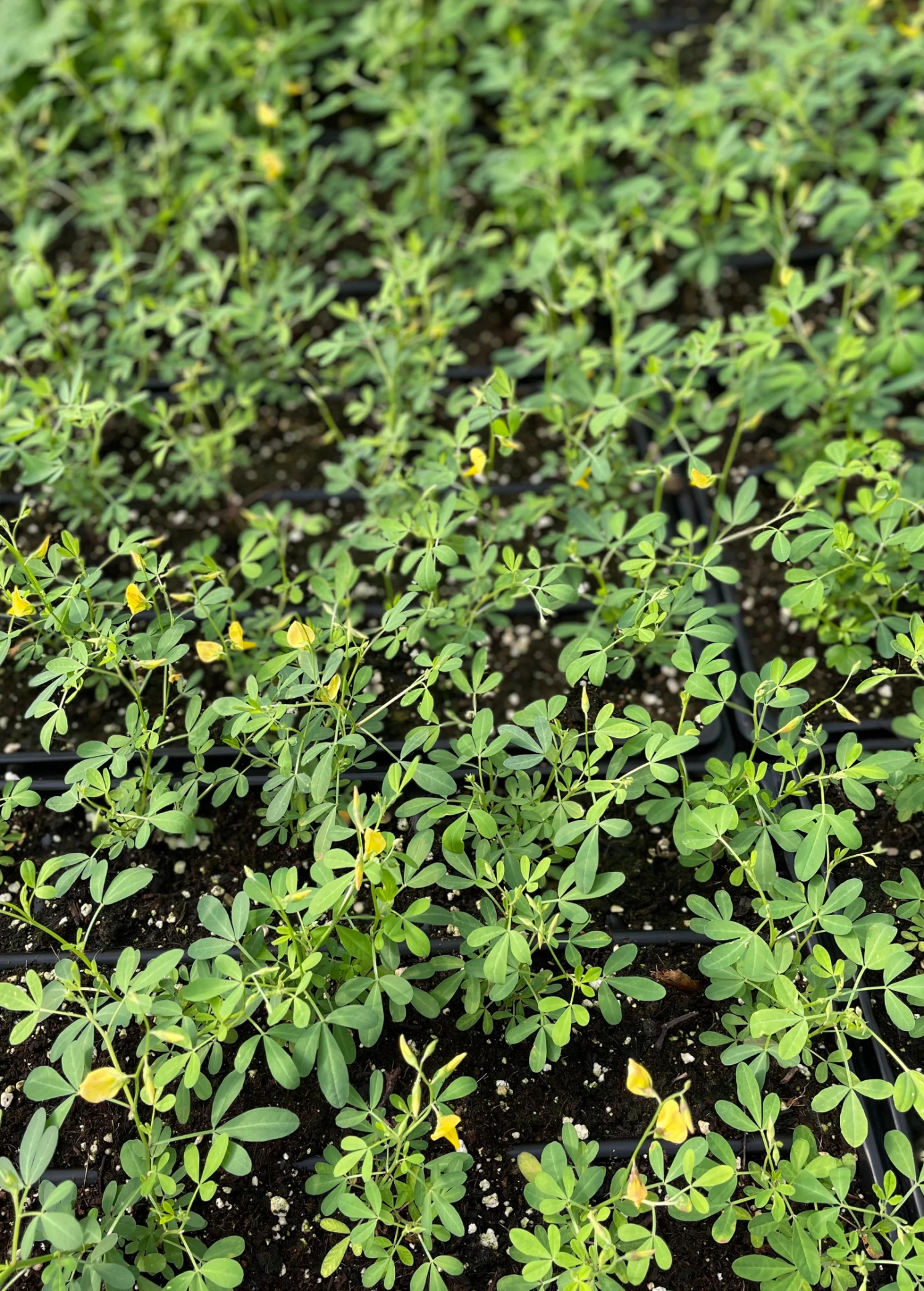 Sow Exotic Chipilín (Crotalaria Longirostrata) Medicinal & Culinary Herbs 4 Sow Exotic Chipilín (Crotalaria Longirostrata) Medicinal & Culinary Herbs