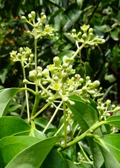 Sow Exotic Cinnamon (Cinnamomum Verum) Tropical Fruit & Spice Trees