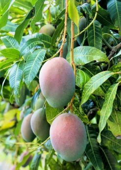 Sow Exotic Mango 'Pickering' (Mangifera Indica) Tropical Fruit & Spice Trees