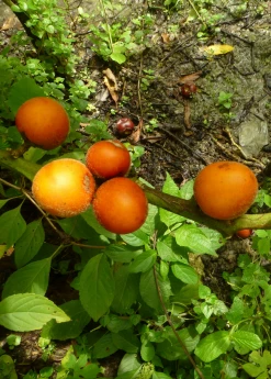 Sow Exotic Rare Fruiting Plants Cocona (Solanum Sessiliflorum)