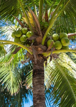 Sow Exotic Coconut Palm Tree (Cocos Nucifera)