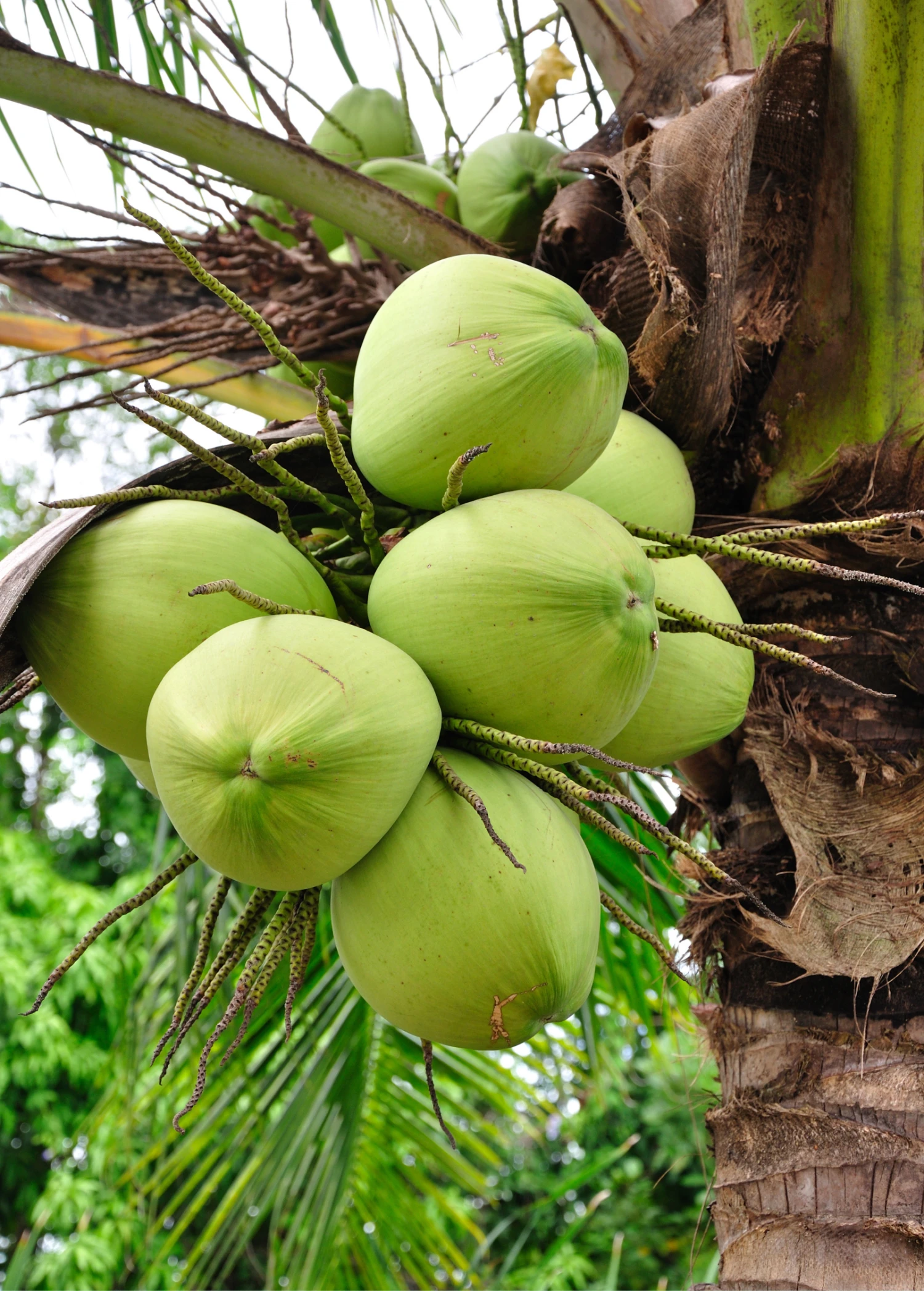 Sow Exotic Coconut Palm Tree (Cocos Nucifera) 1 Sow Exotic Coconut Palm Tree (Cocos Nucifera)