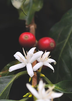 Sow Exotic Coffee (Coffea Arabica)