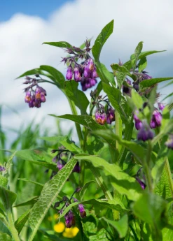 Sow Exotic Medicinal & Culinary Herbs Comfrey (Symphytum Uplandicum)