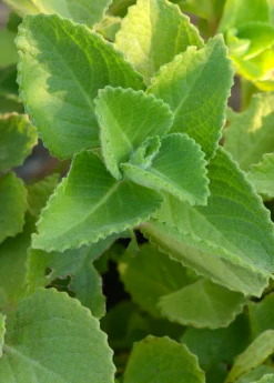 Sow Exotic Cuban Oregano (Plectranthus Amboinicus) Medicinal & Culinary Herbs