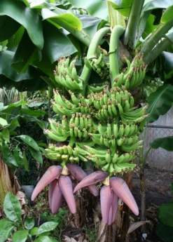 Sow Exotic Banana Dwarf 'Double Mahoi' (Musa Acuminata) Tropical Fruit & Spice Trees