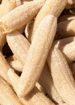 Sow Exotic Rare Fruiting Plants Loofah Gourd (Luffa Aegyptiaca)