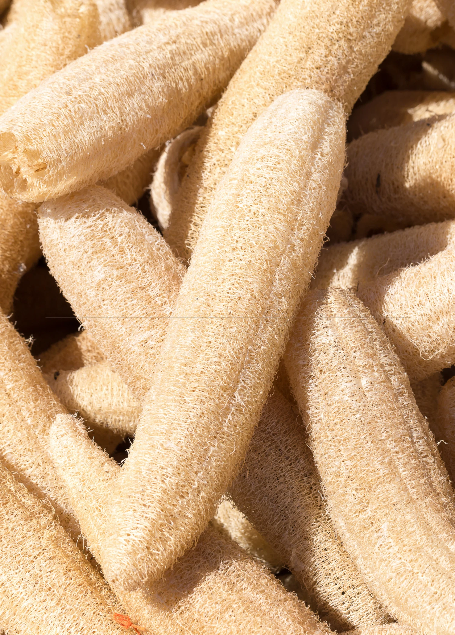 Sow Exotic Rare Fruiting Plants Loofah Gourd (Luffa Aegyptiaca) 1 Sow Exotic Rare Fruiting Plants Loofah Gourd (Luffa Aegyptiaca)