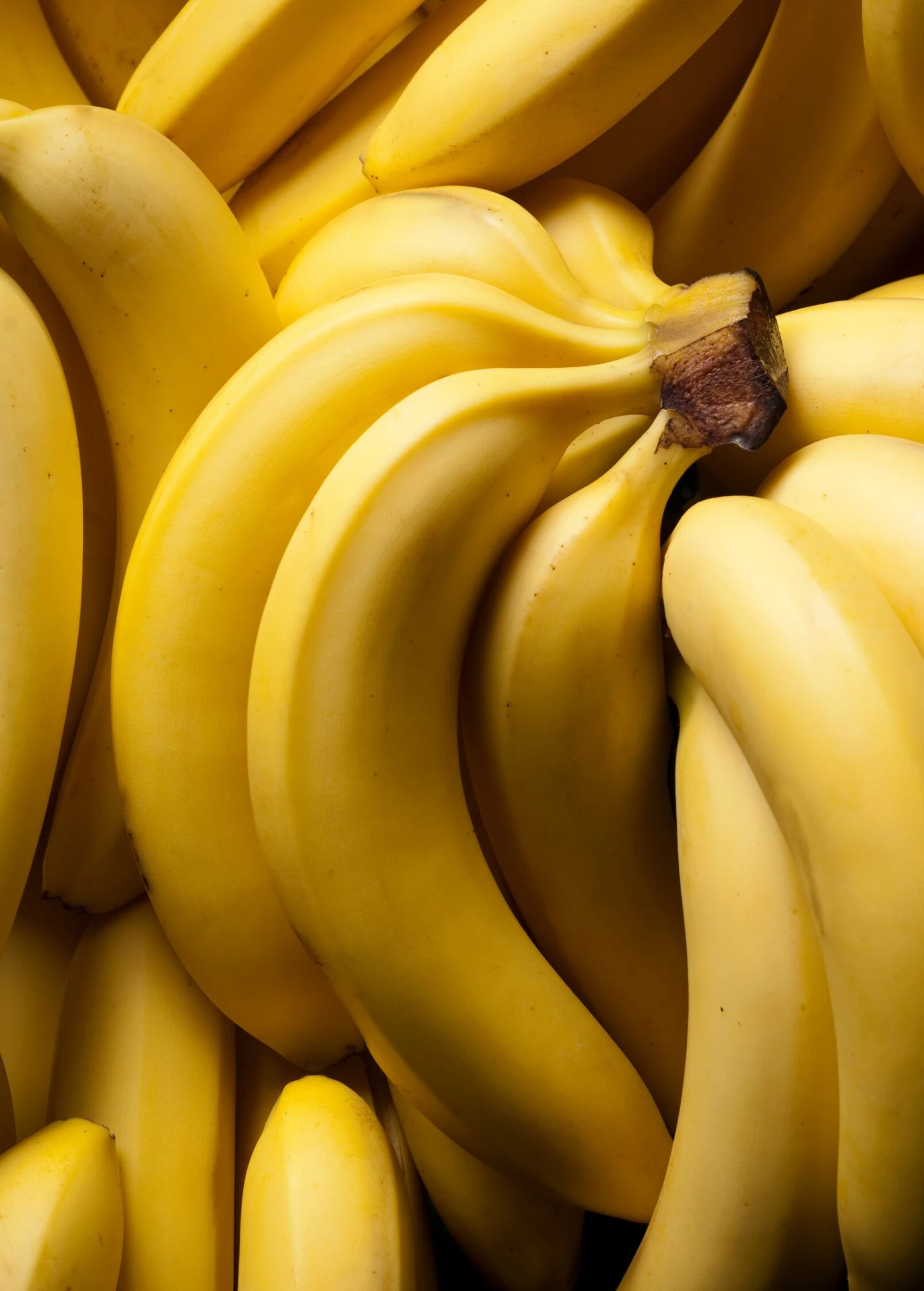 Sow Exotic Tropical Fruit & Spice Trees Banana 'Dwarf Cavendish' (Musa Acuminata) 2 Sow Exotic Tropical Fruit & Spice Trees Banana 'Dwarf Cavendish' (Musa Acuminata)