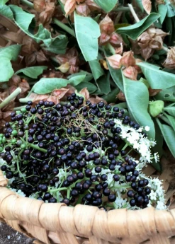 Sow Exotic Elderberry, Florida Native (Sambucus Canadensis) Medicinal & Culinary Herbs