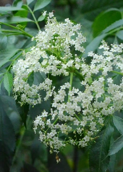 Sow Exotic Elderberry, Florida Native (Sambucus Canadensis) Medicinal & Culinary Herbs