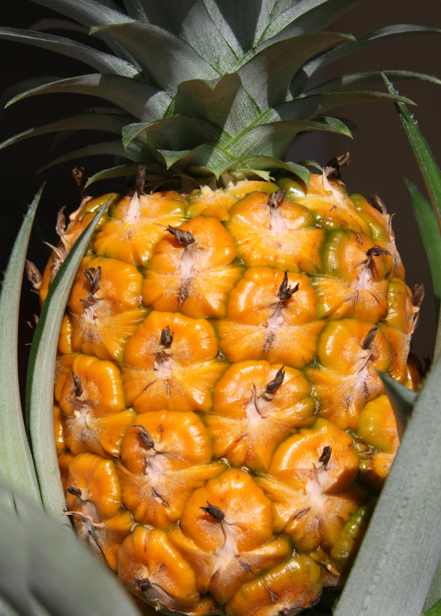 Sow Exotic Pineapple 'Elite Gold' (Ananas Comosus) 2 Sow Exotic Pineapple 'Elite Gold' (Ananas Comosus)