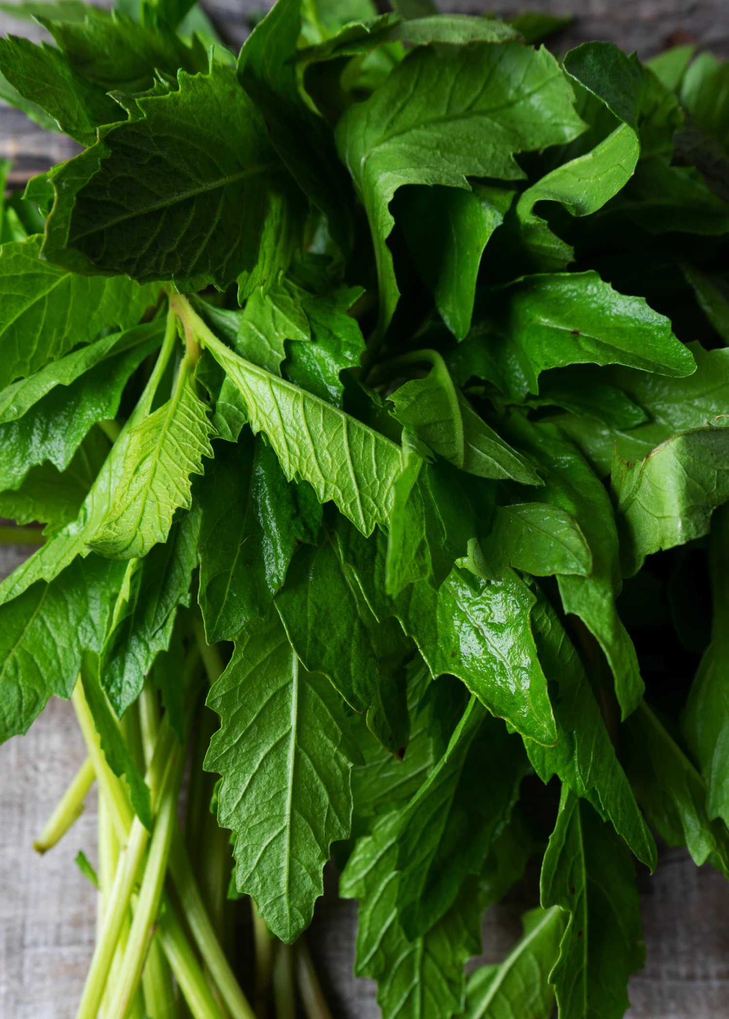 Sow Exotic Epazote (Dysphania Ambrosioides) 1 Sow Exotic Epazote (Dysphania Ambrosioides)