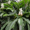 Sow Exotic False Cardamom (Alpinia Mutica) Medicinal & Culinary Herbs