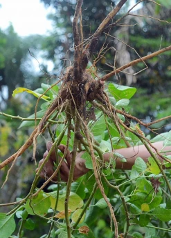 Sow Exotic New Arrivals Ashwagandha Root