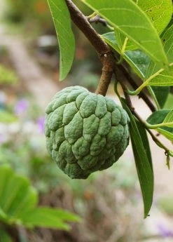 Sow Exotic Sugar Apple 'Thai Lessard' (Annona Squamosa L)