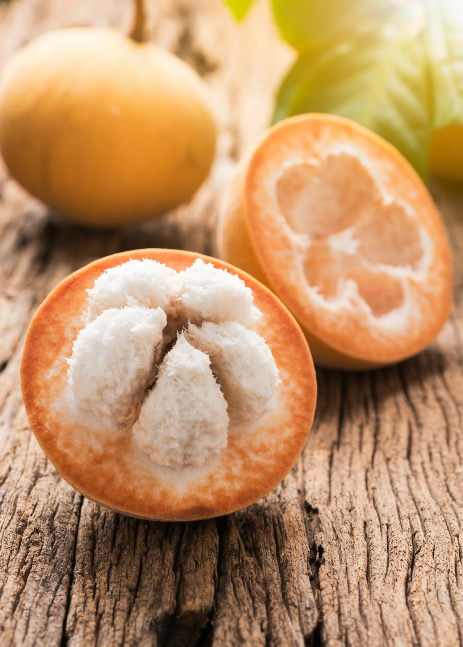 Sow Exotic Tropical Fruit & Spice Trees Santol (Sandoricum Koetjape) 1 Sow Exotic Tropical Fruit & Spice Trees Santol (Sandoricum Koetjape)