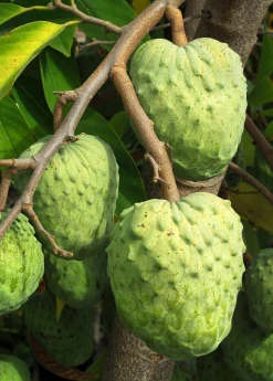 Sow Exotic Tropical Fruit & Spice Trees Atemoya 'Geffner' (Annona × Atemoya)
