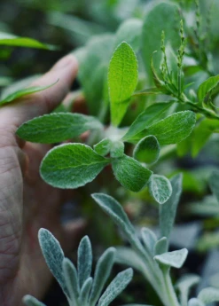 Sow Exotic Medicinal & Culinary Herbs Greek Mountain Tea (Sideritis Scardica)