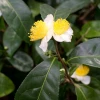 Sow Exotic Green Tea (Camellia Sinensis)