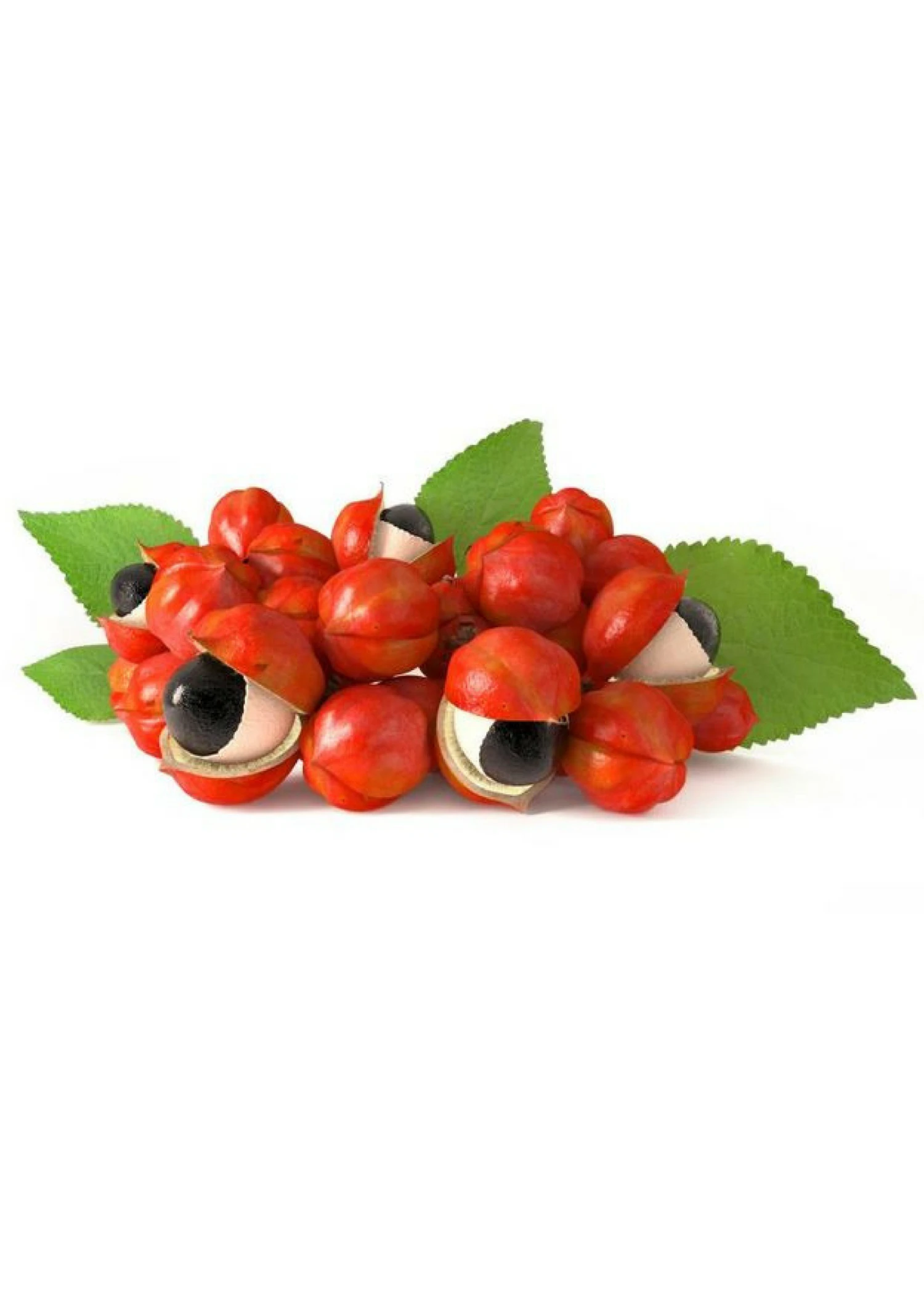 Sow Exotic Rare Fruiting Plants Guarana (Paullinia Cupana) 2 Sow Exotic Rare Fruiting Plants Guarana (Paullinia Cupana)