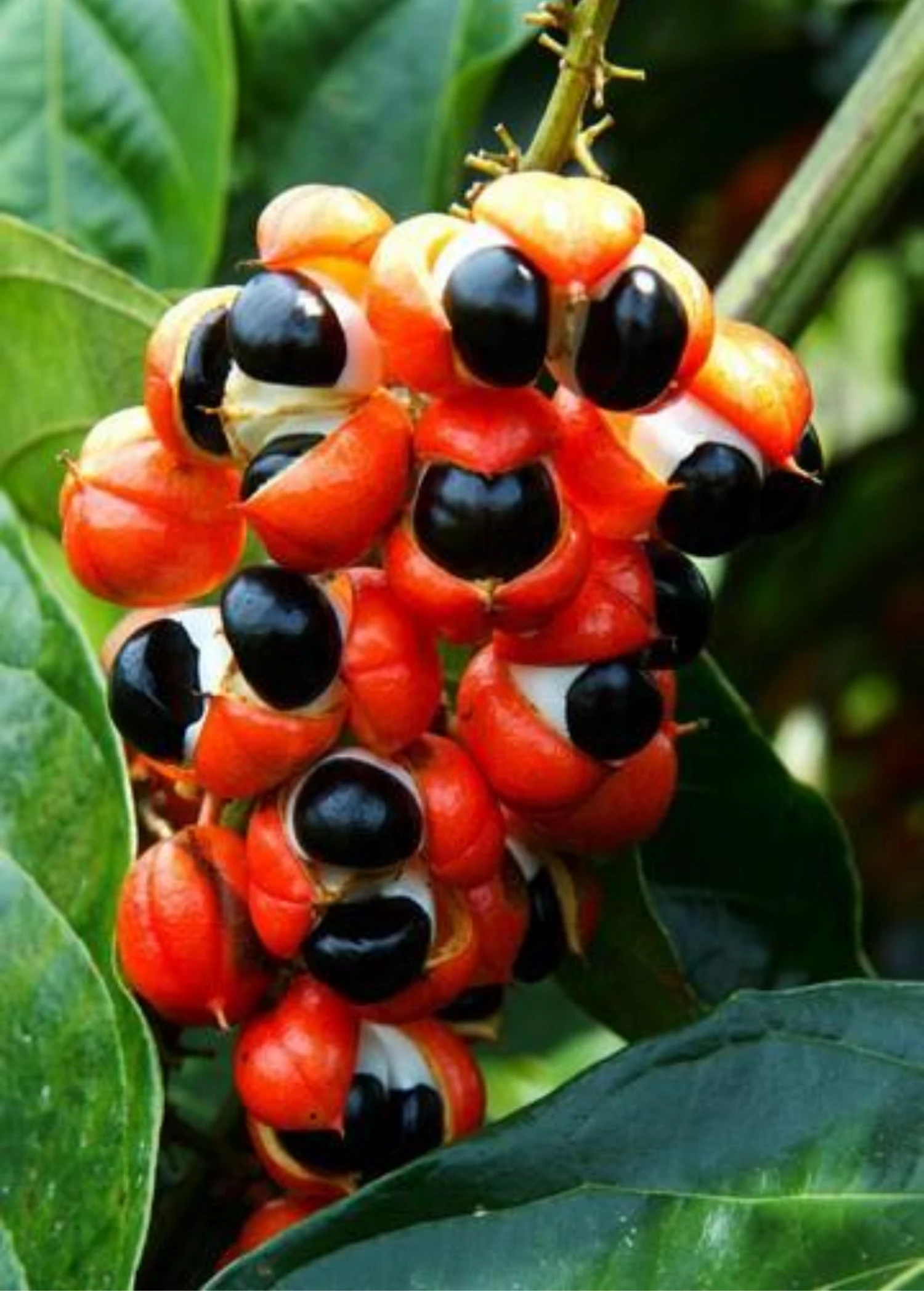 Sow Exotic Rare Fruiting Plants Guarana (Paullinia Cupana) 1 Sow Exotic Rare Fruiting Plants Guarana (Paullinia Cupana)