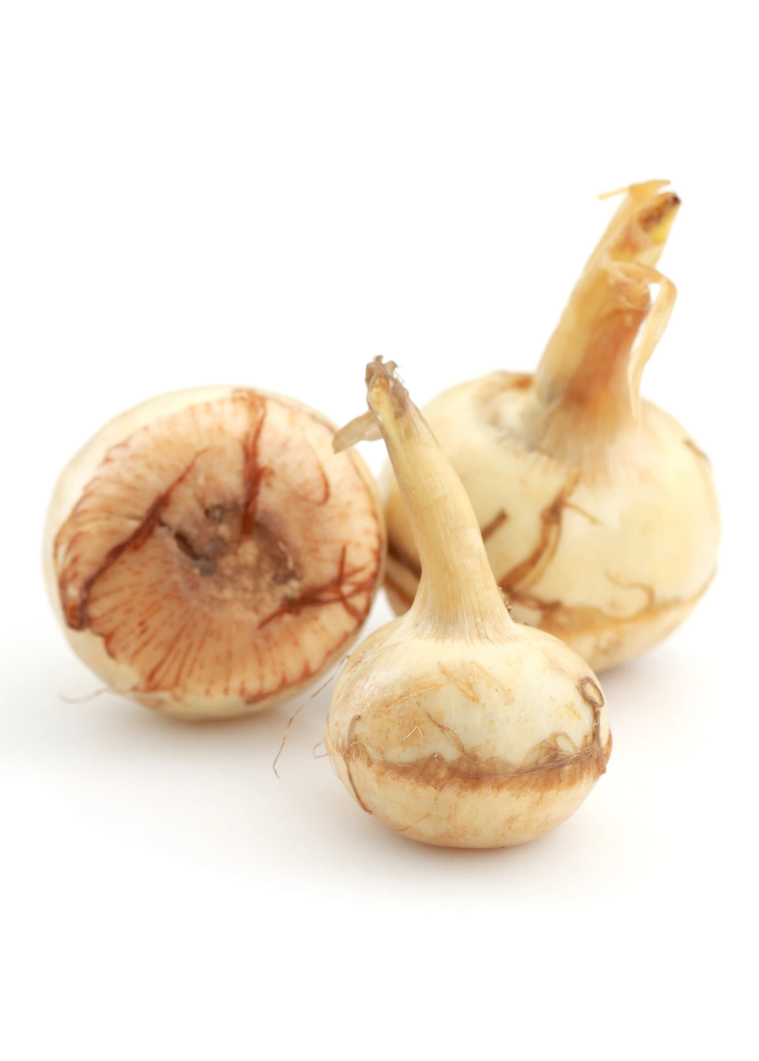 Sow Exotic Guinea Arrowroot (Calathea Allouia) 1 Sow Exotic Guinea Arrowroot (Calathea Allouia)