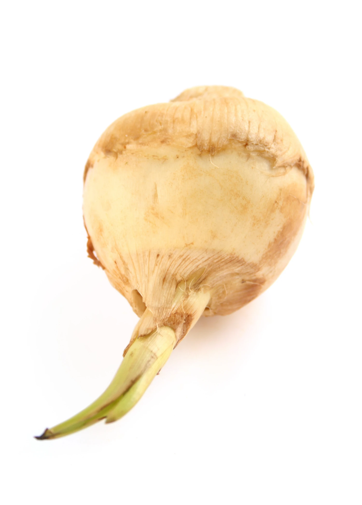 Sow Exotic Guinea Arrowroot (Calathea Allouia) 2 Sow Exotic Guinea Arrowroot (Calathea Allouia)