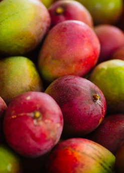 Sow Exotic Mango 'Haden' (Mangifera Indica)