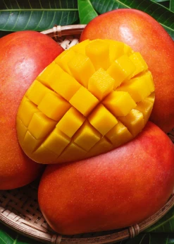 Sow Exotic Mango 'Haden' (Mangifera Indica)