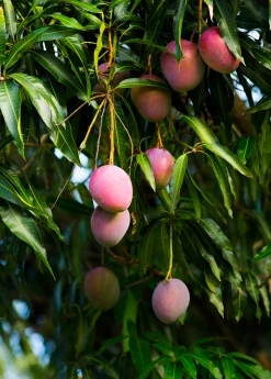 Sow Exotic Mango 'Haden' (Mangifera Indica)