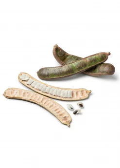 Sow Exotic Ice Cream Bean (Inga Edulis) Tropical Fruit & Spice Trees 7 Sow Exotic Ice Cream Bean (Inga Edulis) Tropical Fruit & Spice Trees