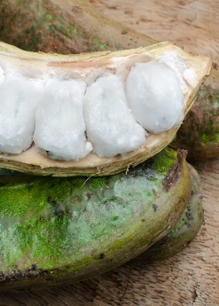 Sow Exotic Ice Cream Bean (Inga Edulis) Tropical Fruit & Spice Trees 9 Sow Exotic Ice Cream Bean (Inga Edulis) Tropical Fruit & Spice Trees