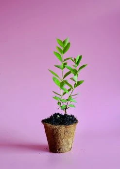 Sow Exotic Tropical Fruit & Spice Trees Guava, Lemon (Psidium Littorale)