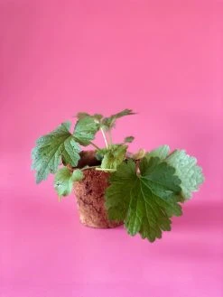 Sow Exotic Medicinal & Culinary Herbs Siberian Motherwort (Leonurus Sibiricus)