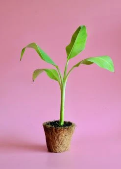 Sow Exotic Banana 'Ice Cream' (Musa) 5 Sow Exotic Banana 'Ice Cream' (Musa)