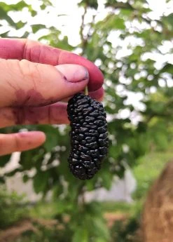 Sow Exotic Mulberry 'Shangri La' (Morus Alba X Rubra) Tropical Fruit & Spice Trees