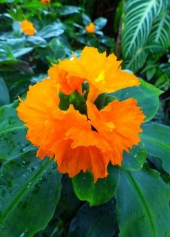 Sow Exotic Insulin Plant (Costus Igneus)
