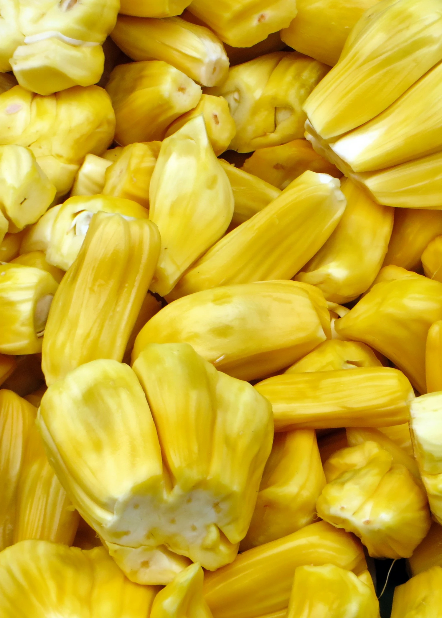 Sow Exotic Jackfruit 'Golden Nugget' (Artocarpus Heterophyllus) Tropical Fruit & Spice Trees 3 Sow Exotic Jackfruit 'Golden Nugget' (Artocarpus Heterophyllus) Tropical Fruit & Spice Trees