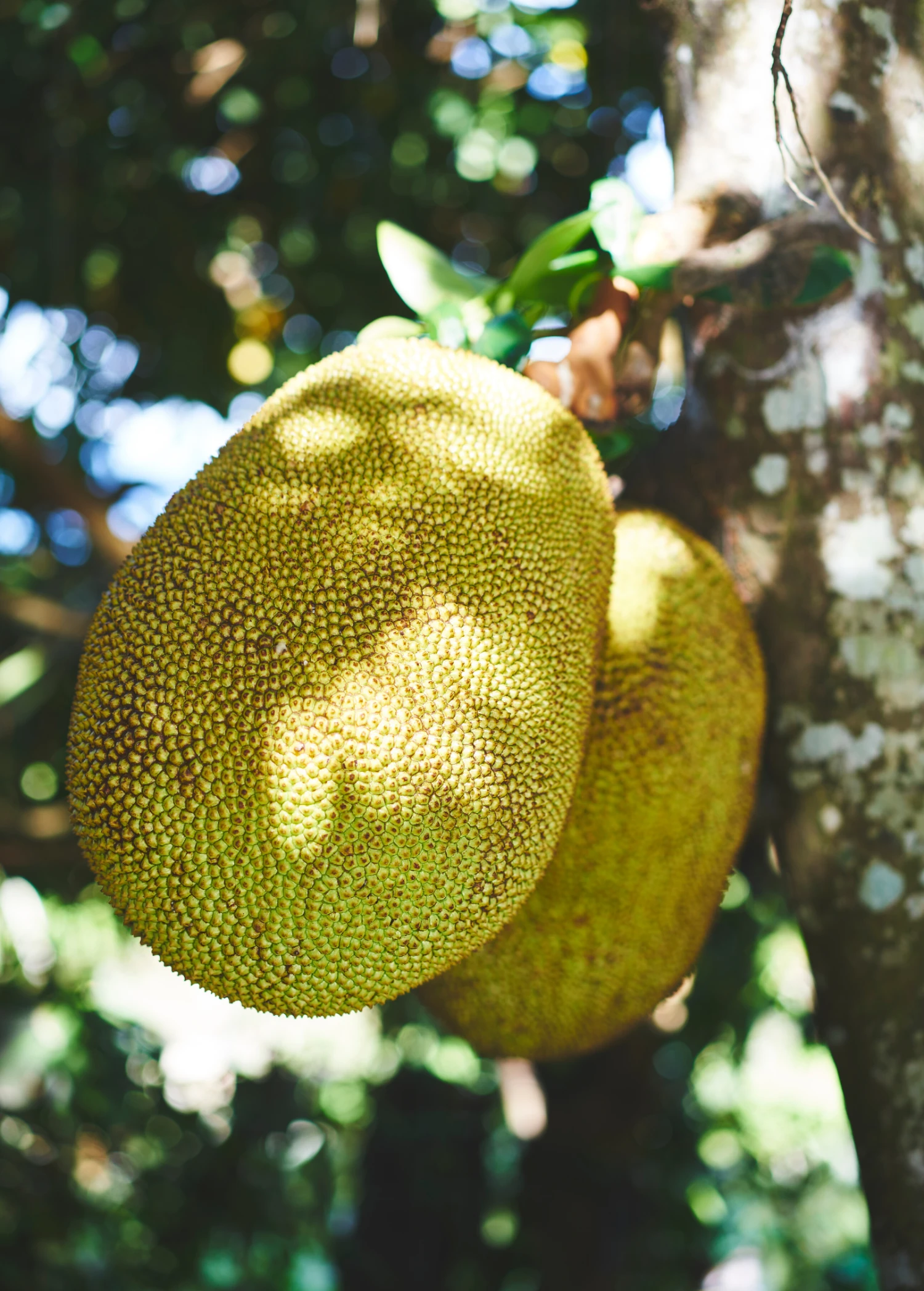 Sow Exotic Jackfruit 'Golden Nugget' (Artocarpus Heterophyllus) Tropical Fruit & Spice Trees 2 Sow Exotic Jackfruit 'Golden Nugget' (Artocarpus Heterophyllus) Tropical Fruit & Spice Trees
