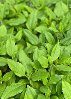 Sow Exotic Rare Fruiting Plants Jerusalem Artichoke (Helianthus Tubersosus)